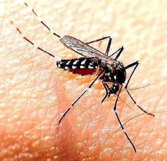 모기 물려 가려울 때 땀띠에 안티푸라민 연고 효능 부작용 사용후기_3