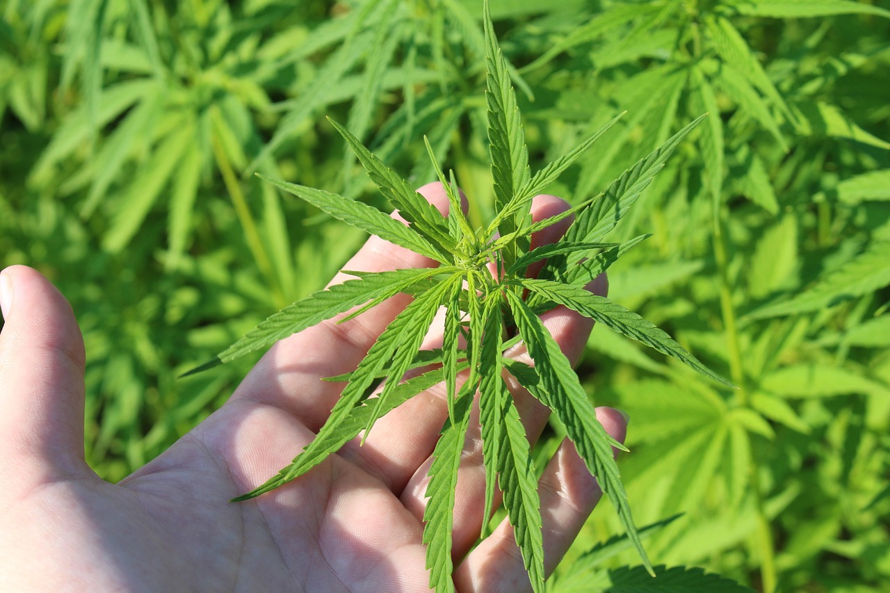 대마종자유의 효과와 가격, 섭취법 및 부작용 알아보기
