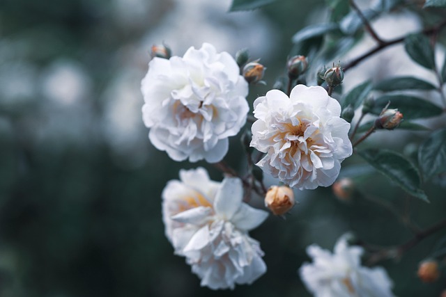 작은 공간에 괴근식물을 배치하며 만든 미니 정원 구성법