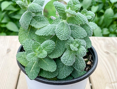 가을에 피는 꽃 종류 애플민트