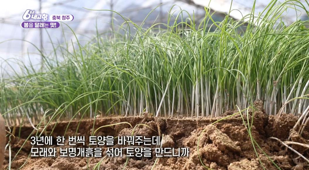달래밭에 심겨져 있는 6시내고향 청주 달래