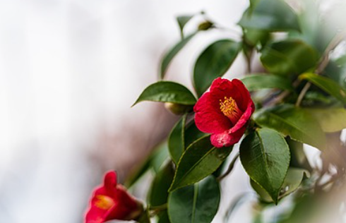 서천 동백꽃 주꾸미축제