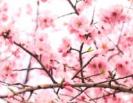 부산-벚꽃-개화시기-1