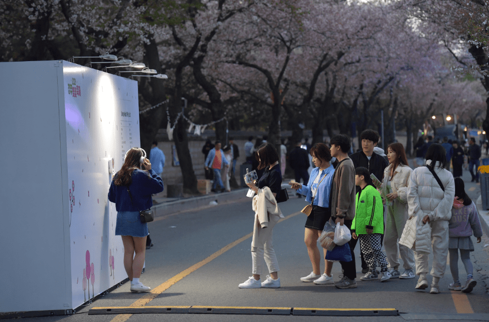 경주 벚꽃축제 대릉원돌담길 축제 일정 행사 공연 주차 개화 시기