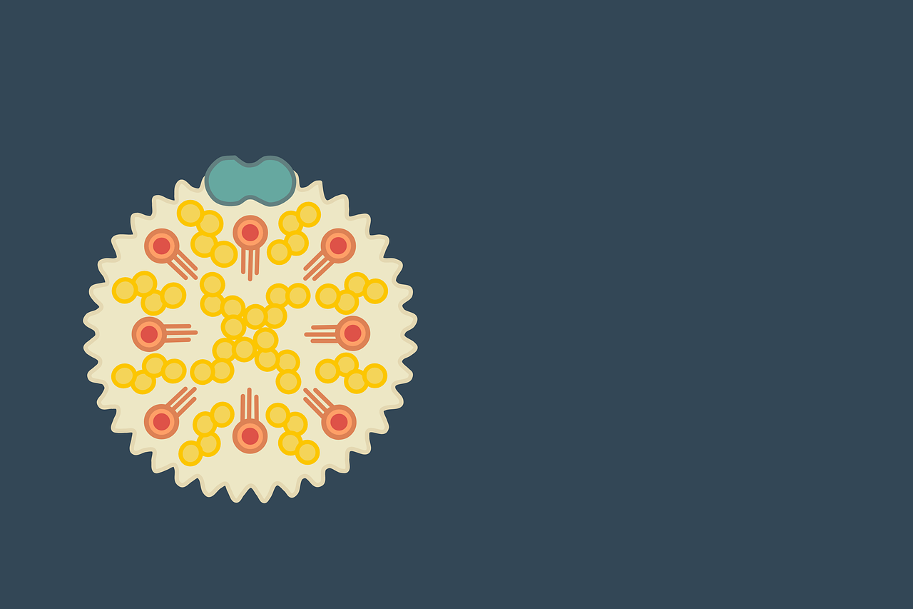 맥주효모의 효능 10가지