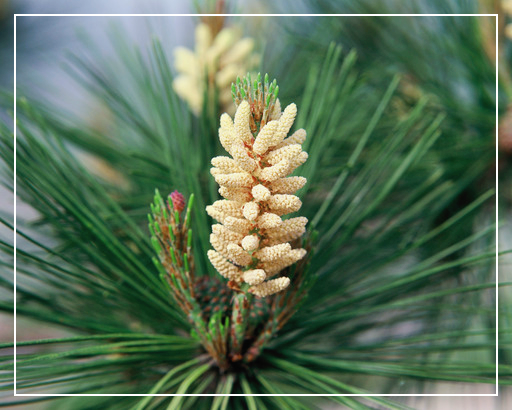 송화가루-날리는-시기