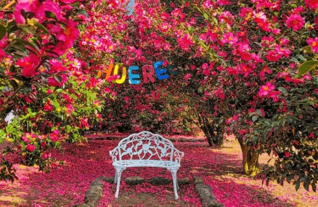 제주 동백꽃 축제 포토존