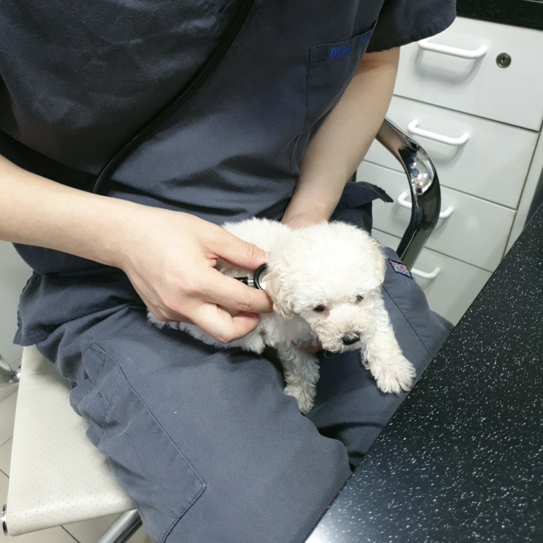 청진하고있는 강아지
