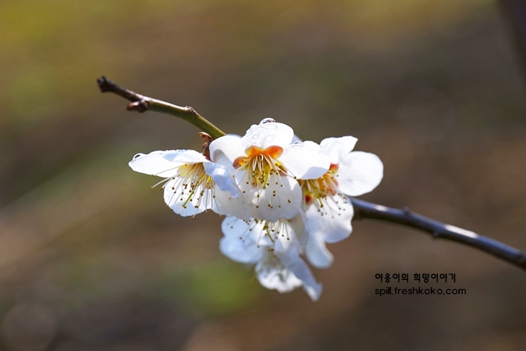 매실액기스 효능