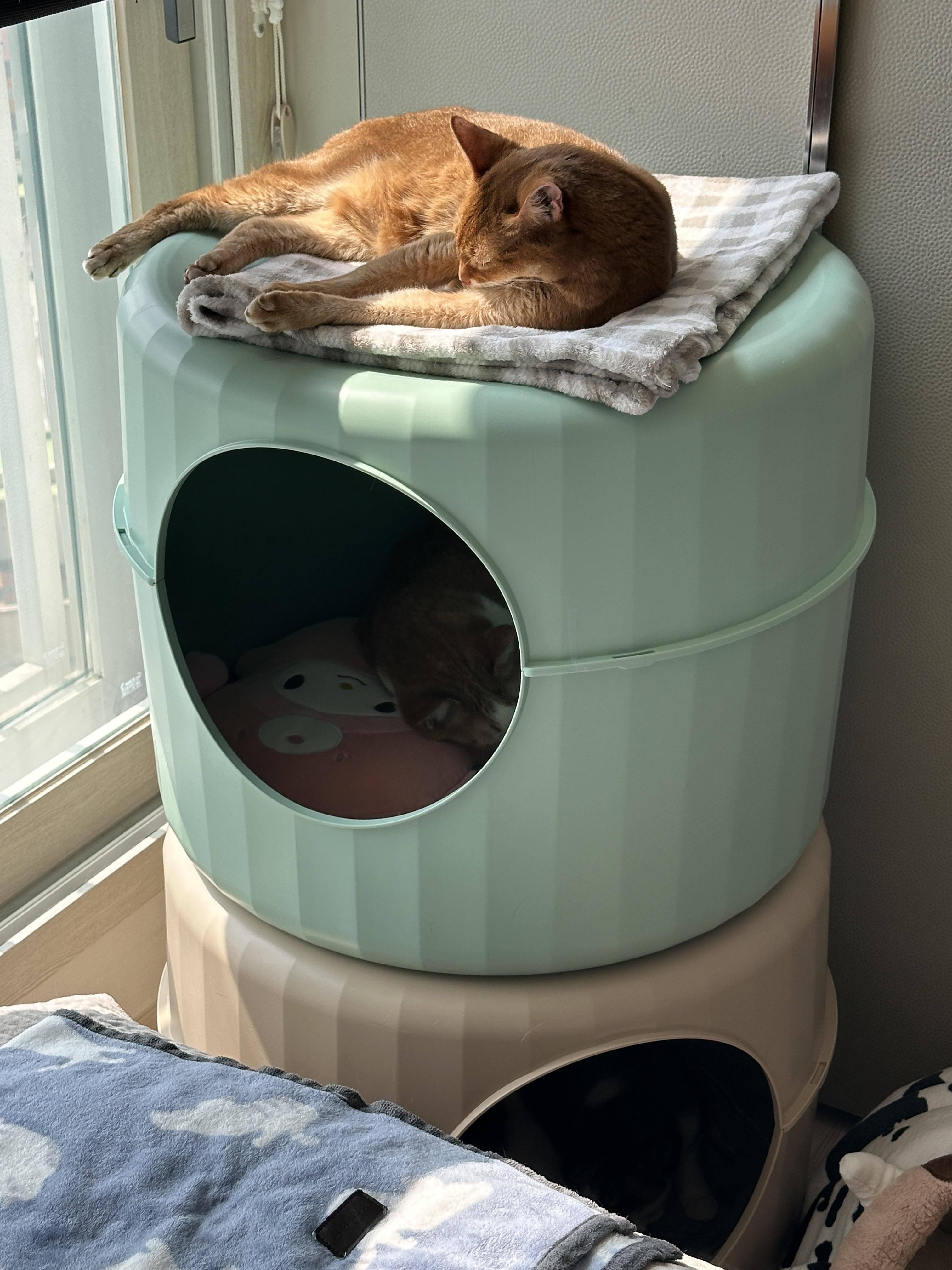 하우스_꼭대기에_루나_2층에_호야_1층에_다다