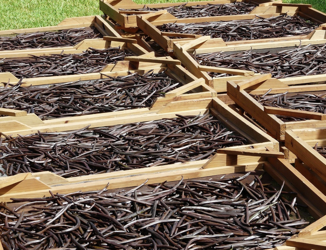 바닐라 빈(진짜 바닐라 열매) – 인공 바닐린이 아닌 고급 천연 바닐라