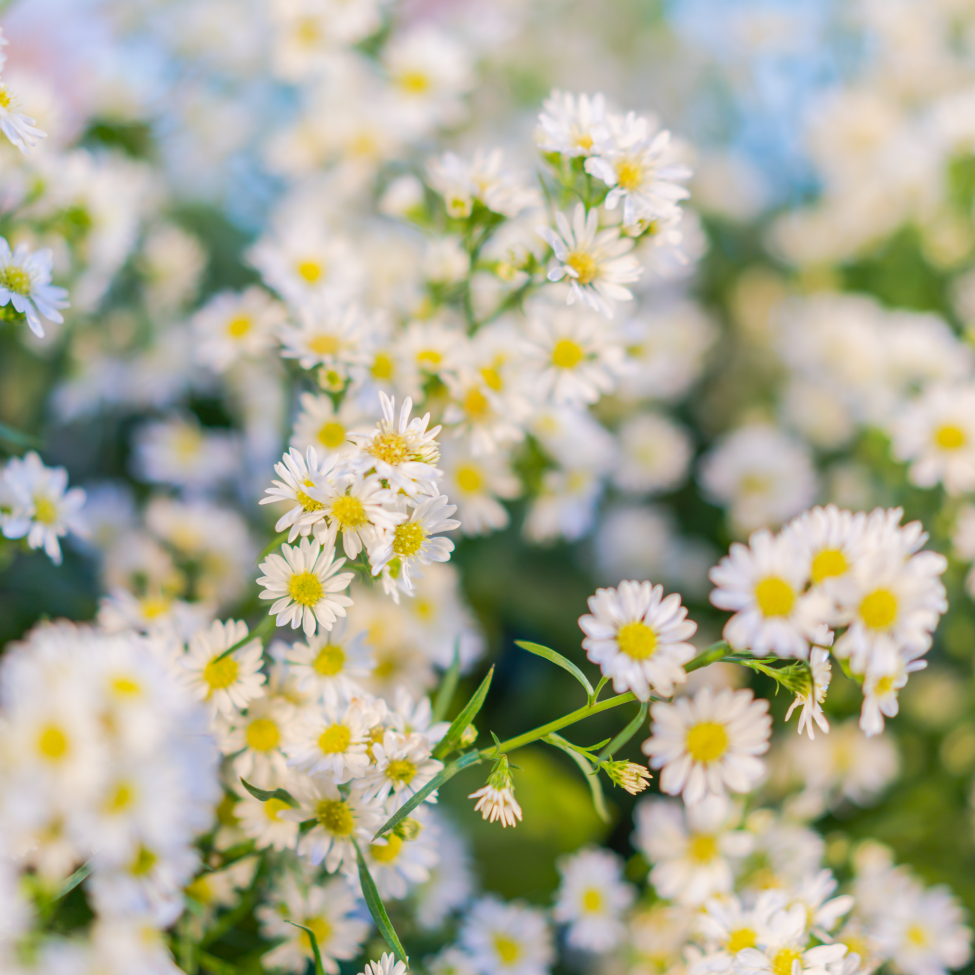 태안 튤립축제 2025 일정,