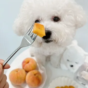 강아지 천도복숭아 먹어도 될까 안전한 급여 방법_15