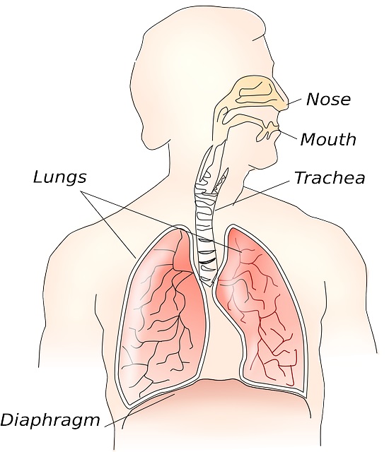 폐의-위치-폐질환
