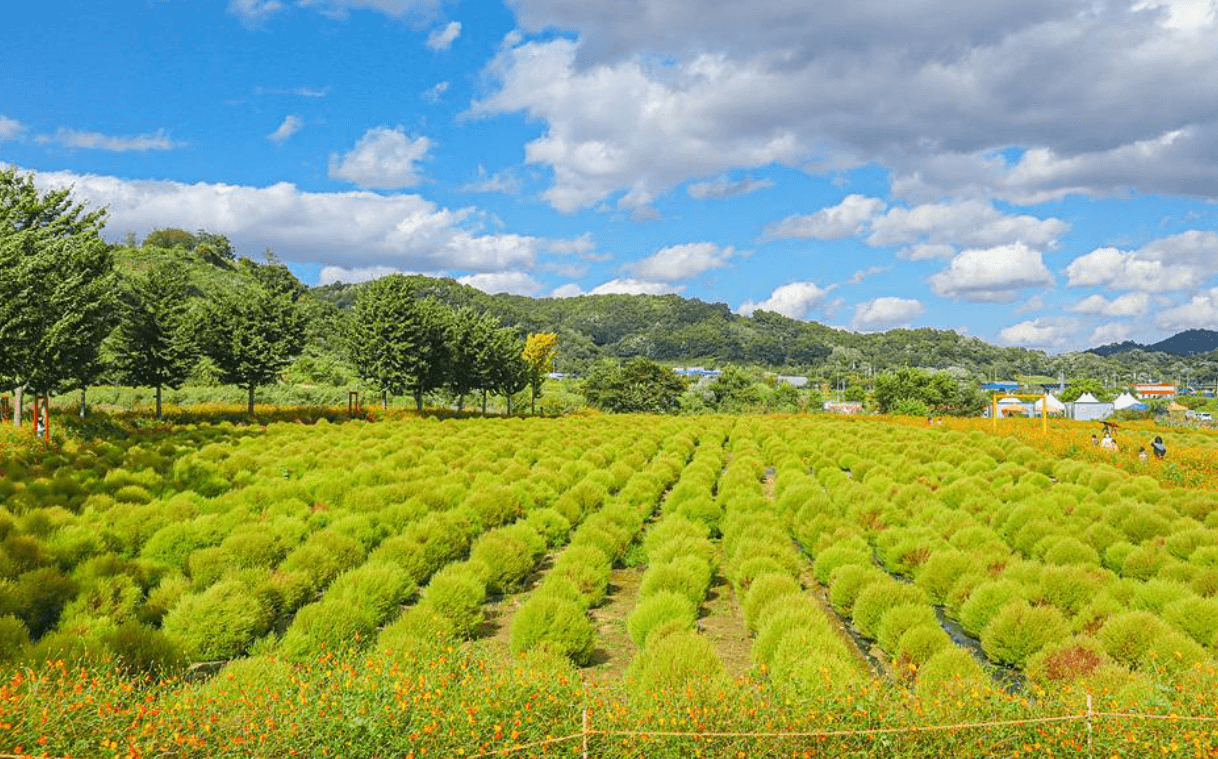 임진강댑싸리공원