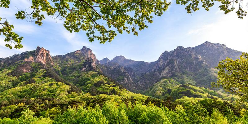 무인일주 물상 : 바위산에 큰 나무