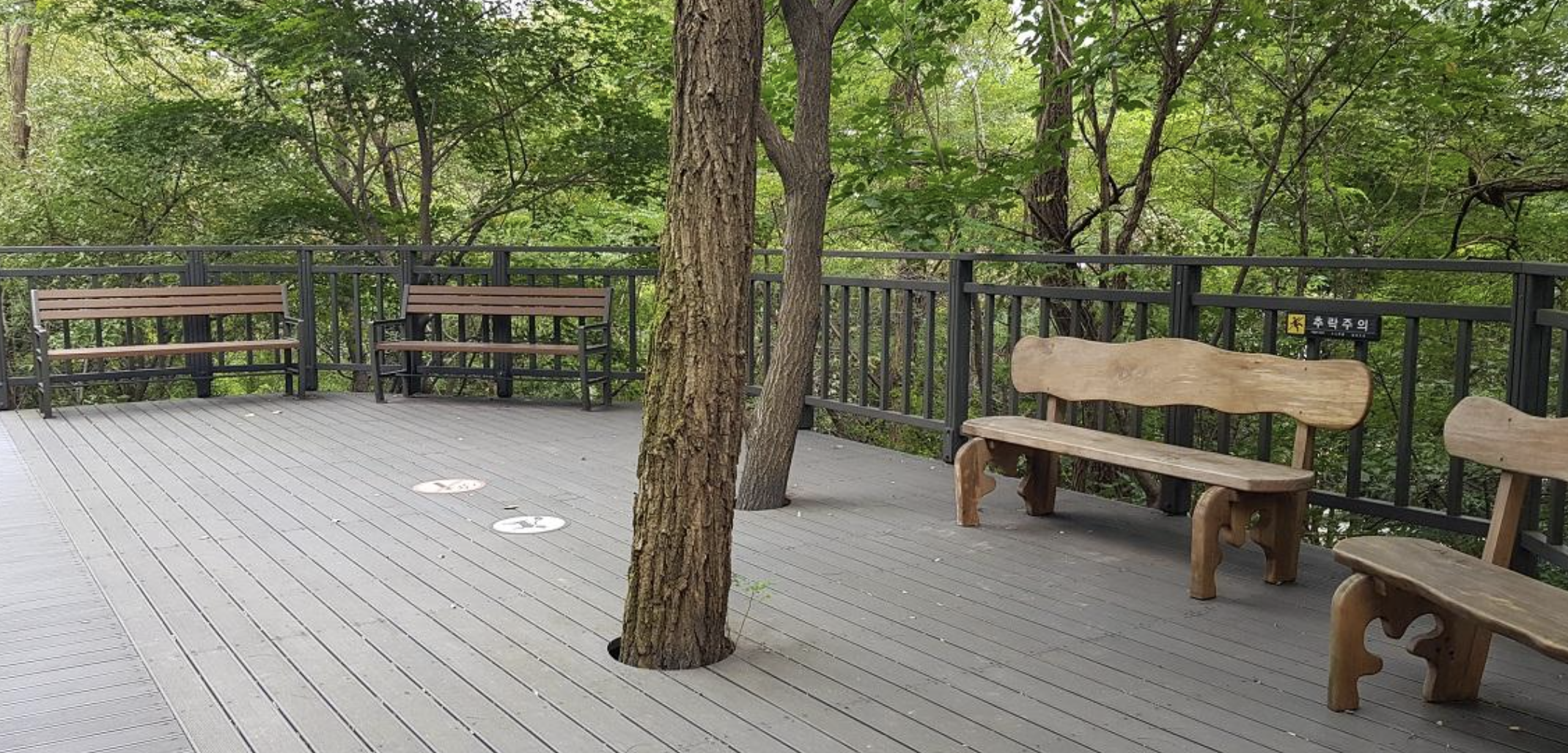 서울 봉산 편백나무 치유의 숲 전경