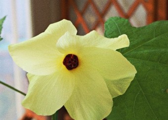 금화규 효능 및 꽃차 만들기 및 부작용