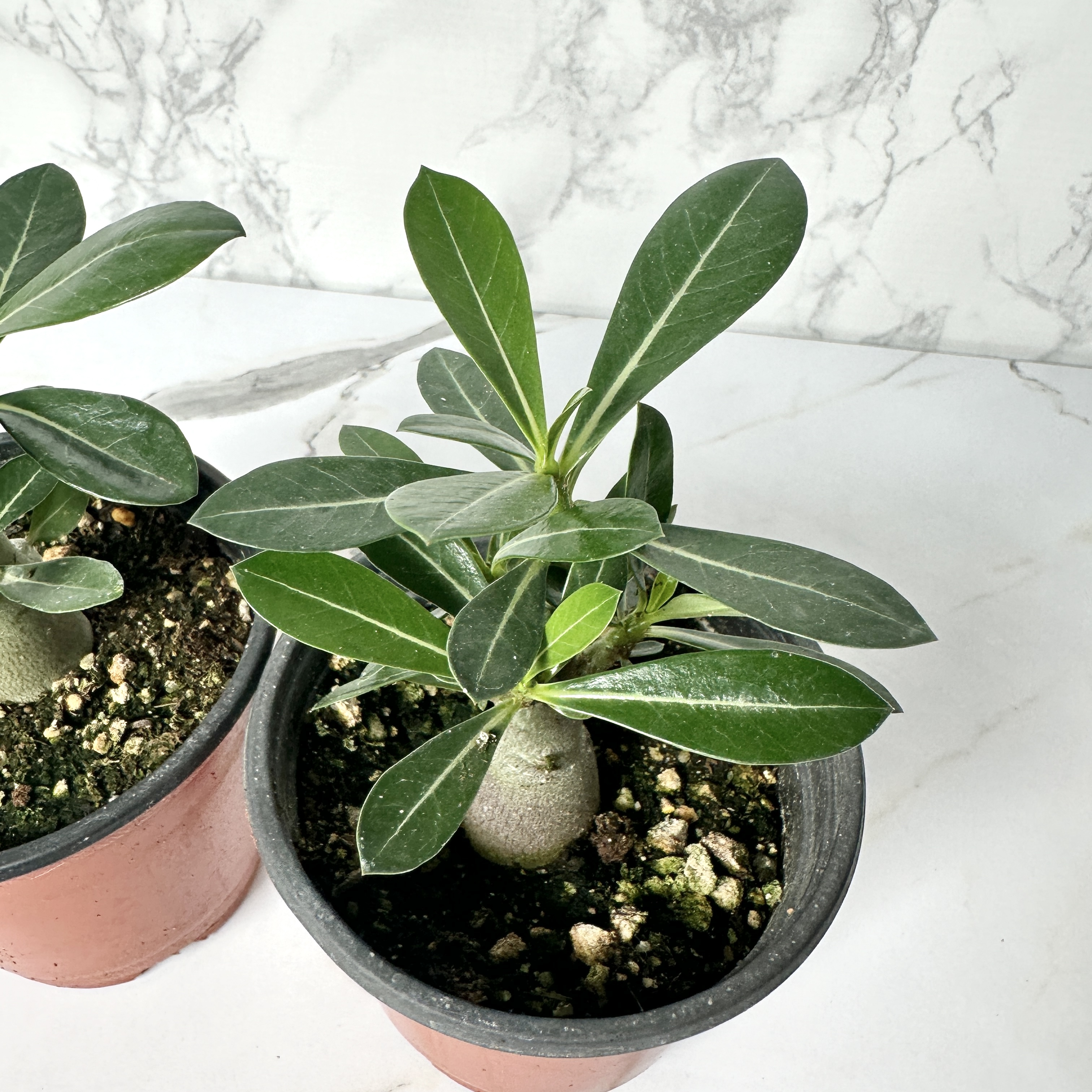 사막의장미 석화 키우기&amp;#44; 물주기&amp;#44; 인테리어식물