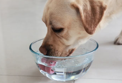 물을 마시는 강아지