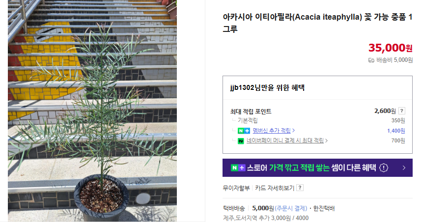 꽃말 이쁜 꽃과 15가지 인기 꽃말 모음 및 의미