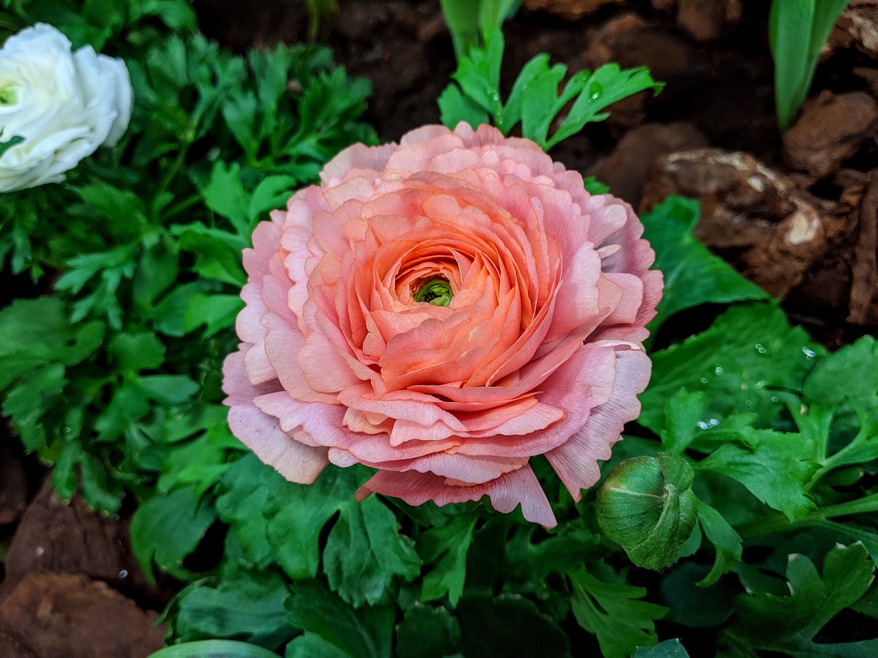 화분 화초 진딧물 퇴치 식물 천연 살충제 만드는 법