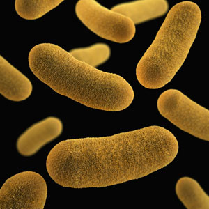 드시모네 유산균 - 8가지 유산균 배합