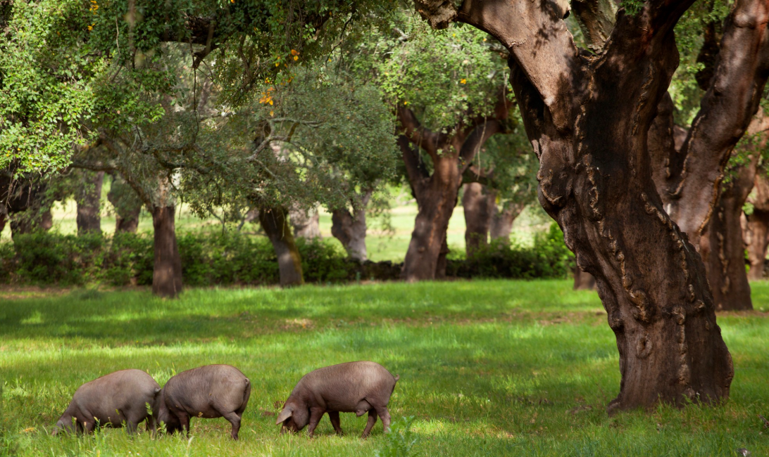 흑돼지-이베리코-베요타