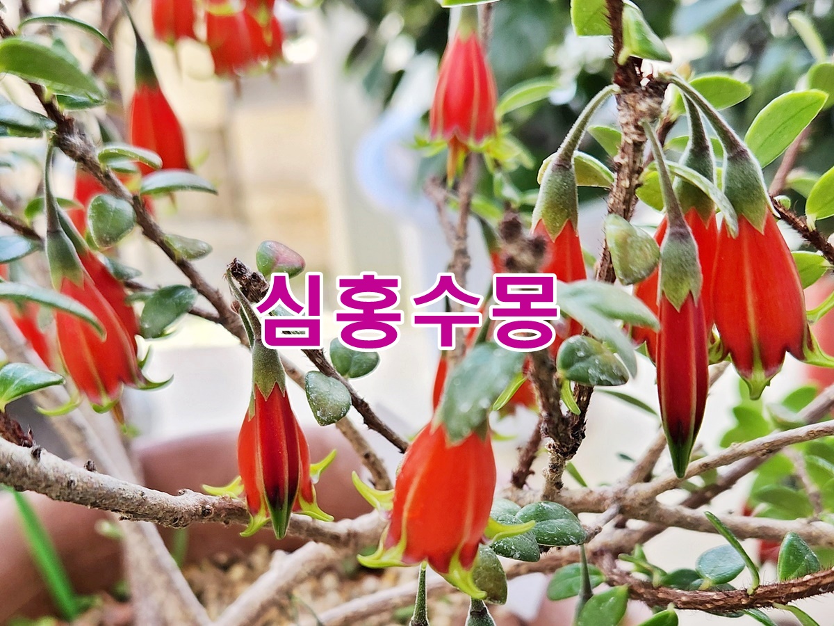 심홍수몽