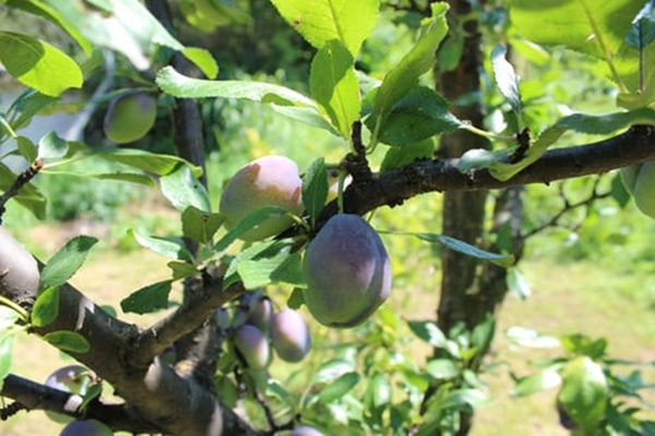 매실 액기스 효능