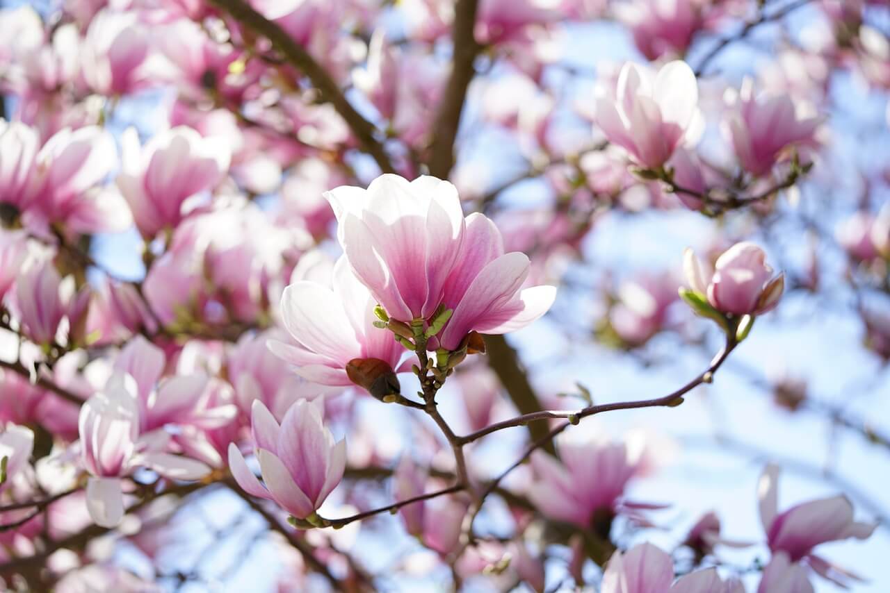 해미 벚꽃축제 일정