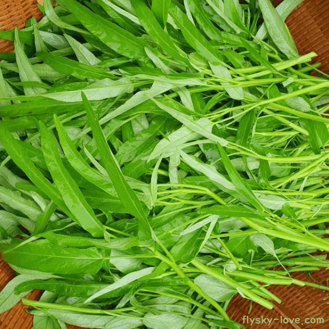 항산화 효능이 뛰어난 공심채