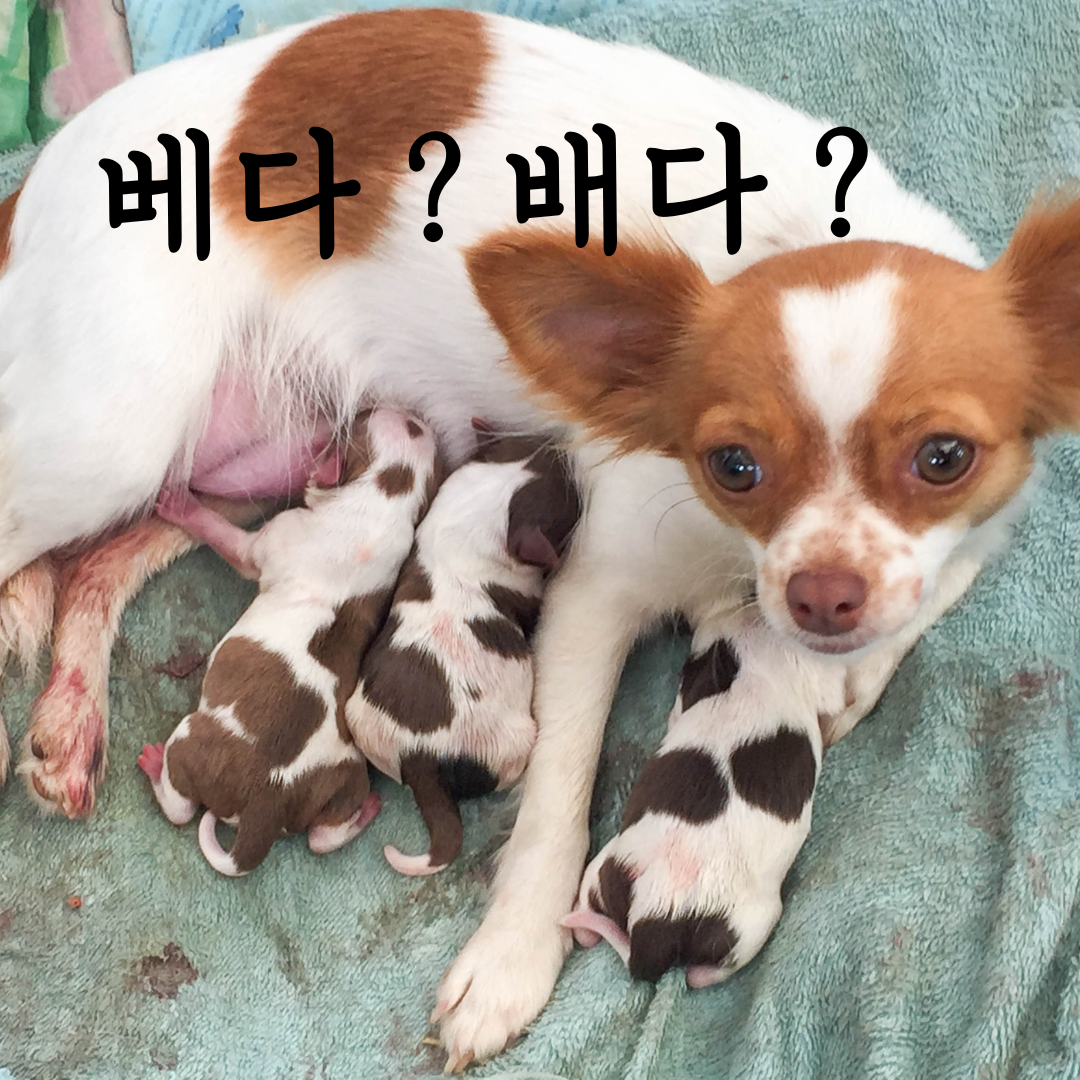 정확한 맞춤법 베다 배다