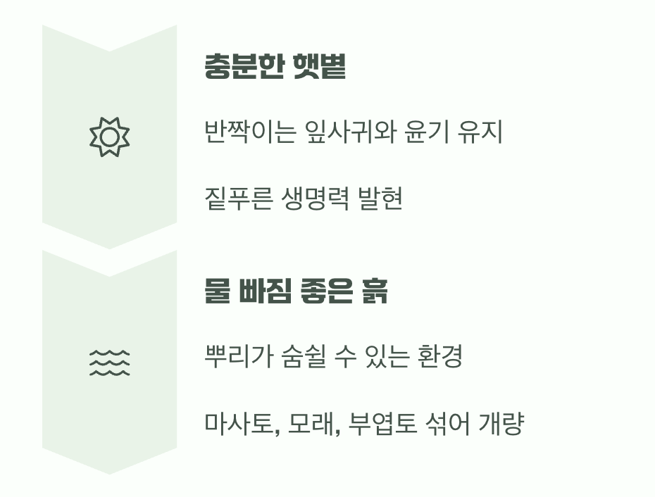 비결 2. 햇볕은 보약, 하지만 흙은 '이것'이 중요