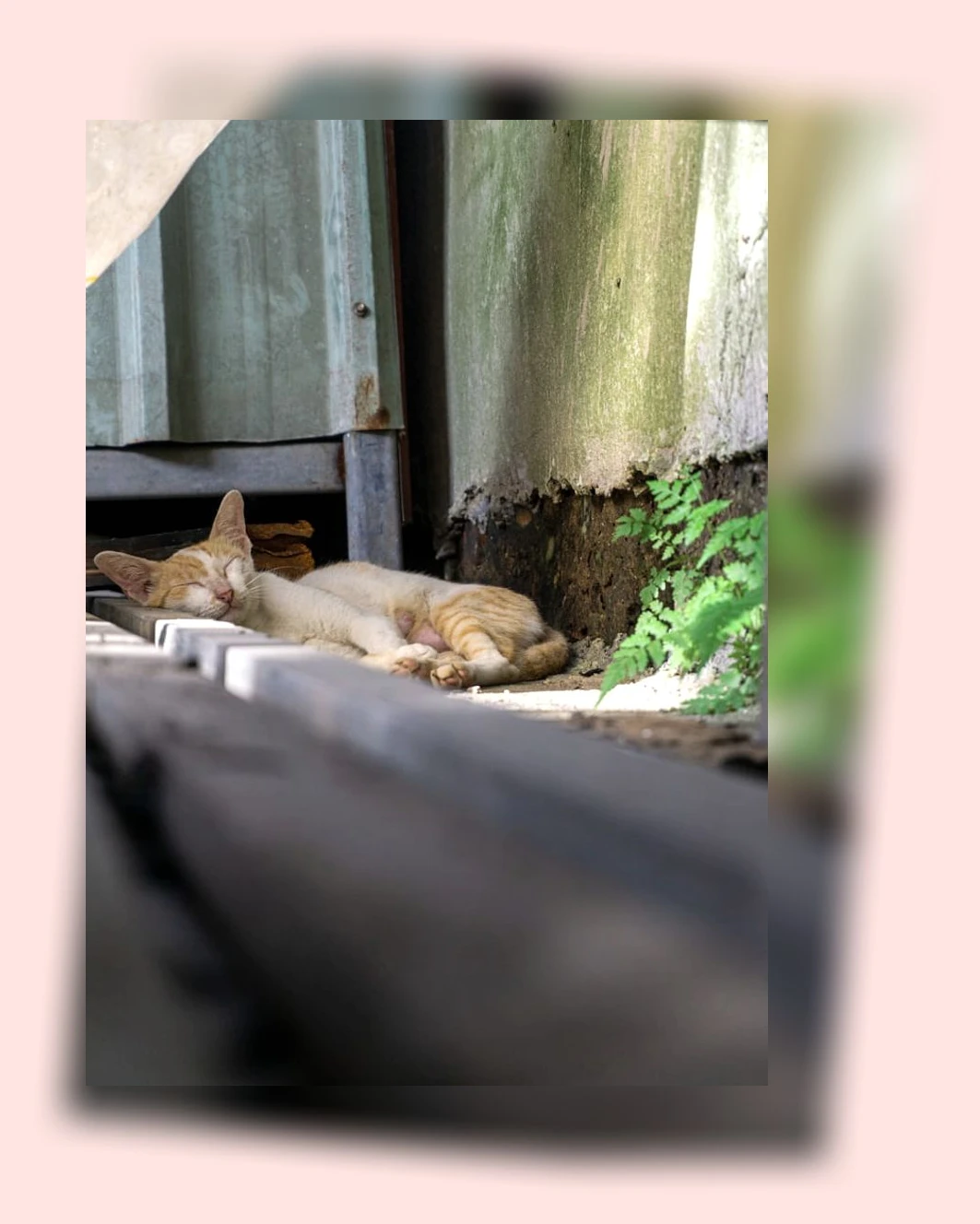 고양이 수면_1_subsection