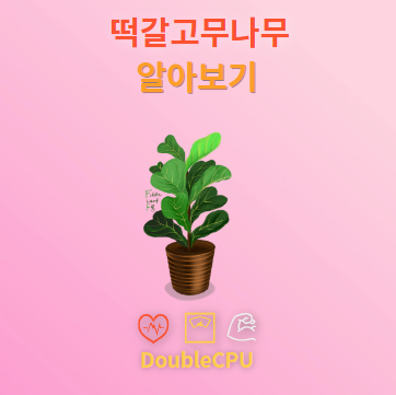 떡갈고무나무 탐구