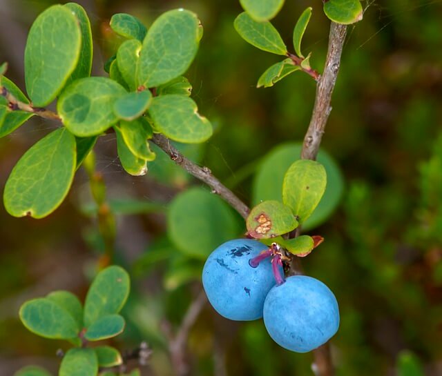 핀란드의 대표 음식 : 무스티카우라 (Mustikkapiirakka)&#44; 칼라칸쿠(Kalakukko)