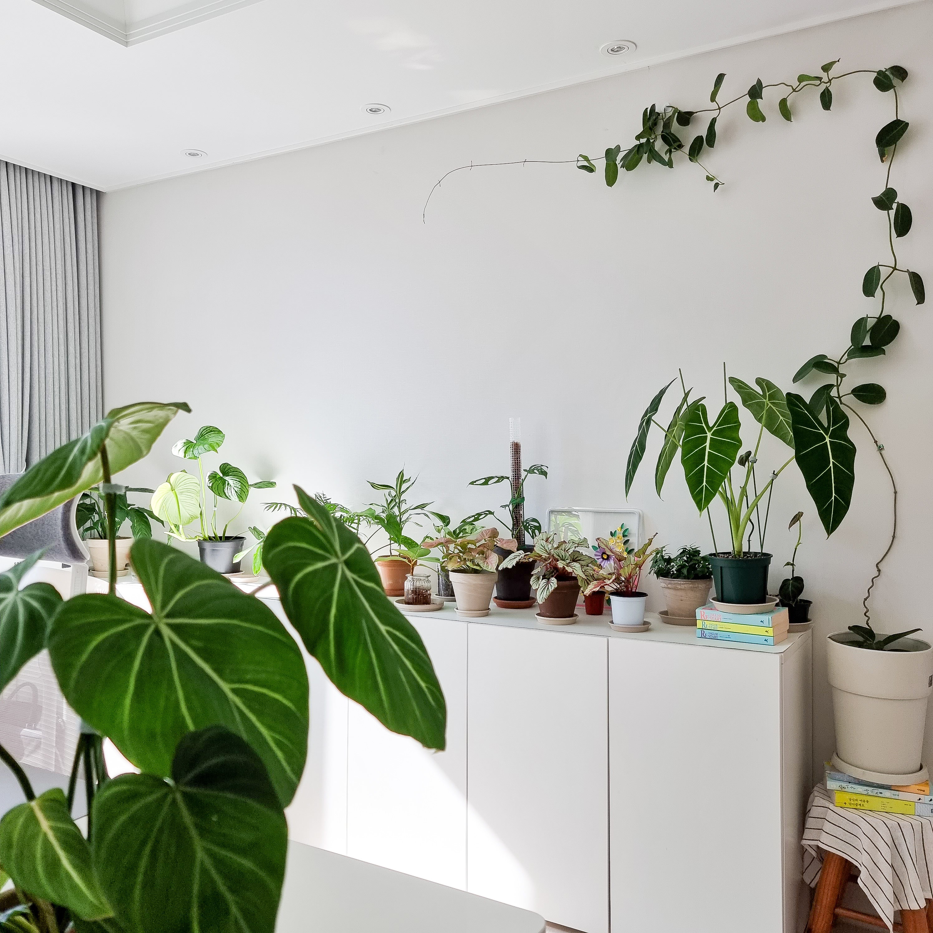 필로덴드론글로리오섬