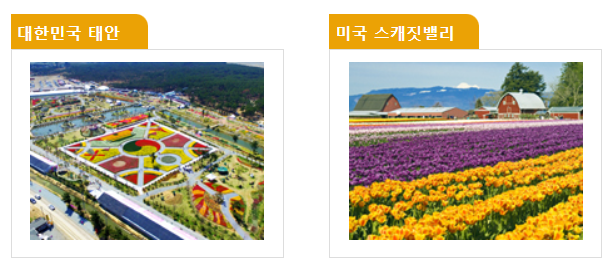 태안 세계 튤립 축제