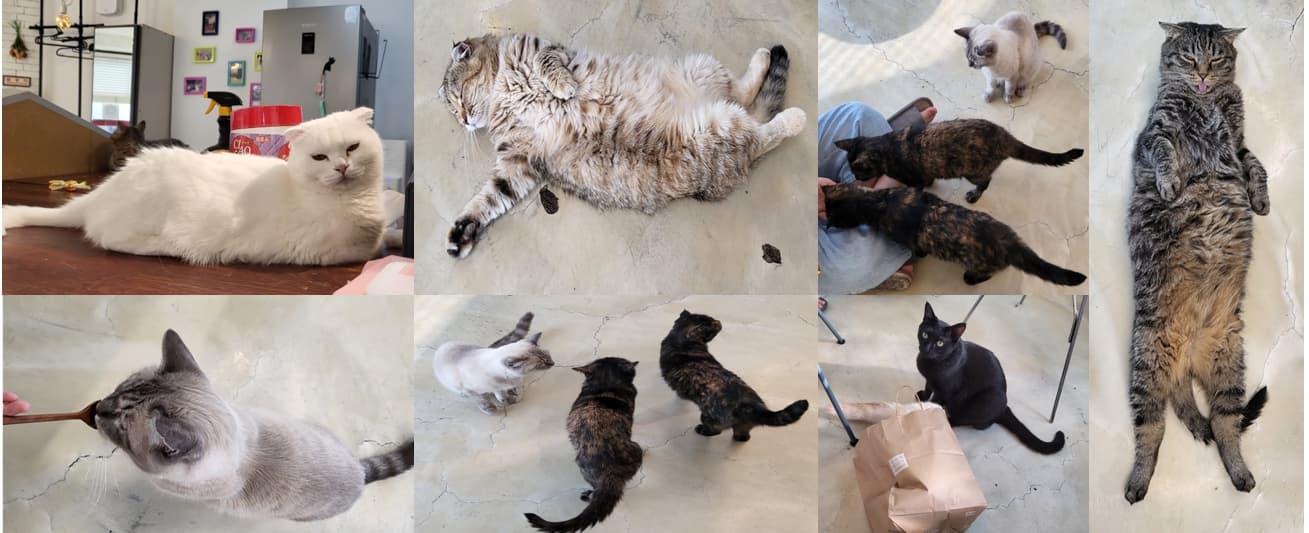 [강북구] 초등학생 딸과 함께 간 고양이 카페 후기-아이와 갈만한 힐링 장소 추천!