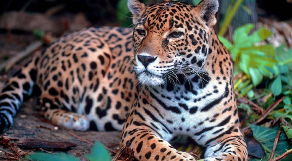 jaguar
