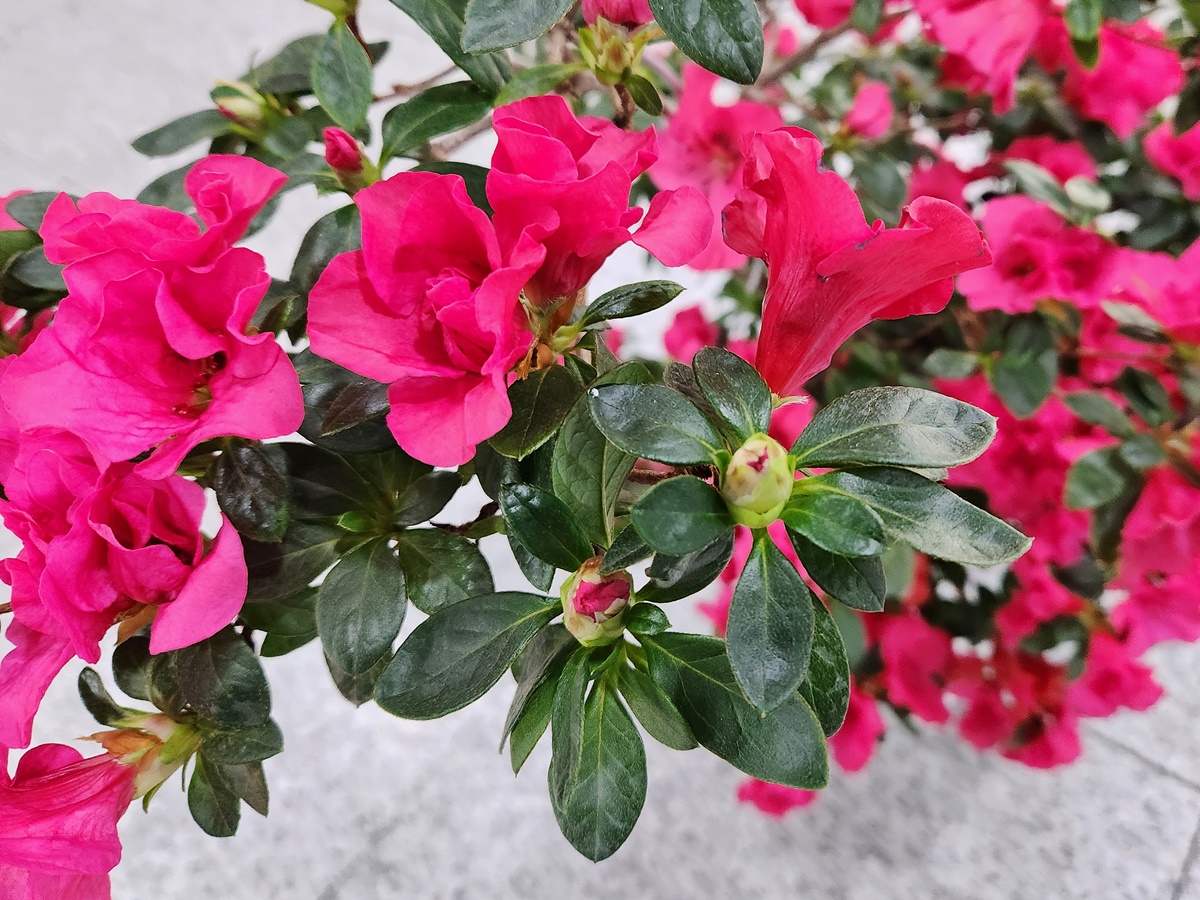 아젤리아(서양철쭉)