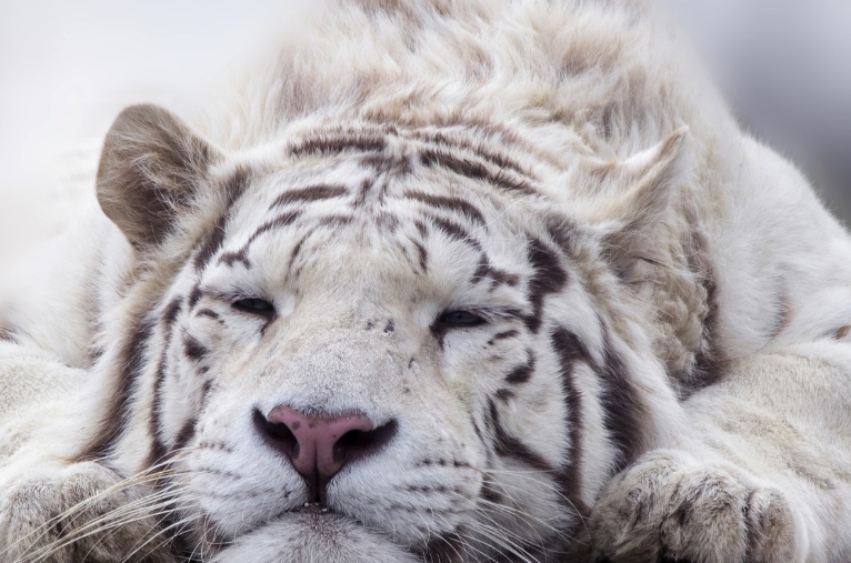 23년 호랑이띠 운세