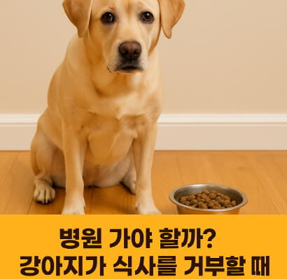 강아지가 밥을 안 먹어요 : 병원 가야 할 8가지 의심 질환