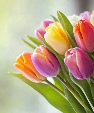 태안 안면도 튤립축제 개화상황