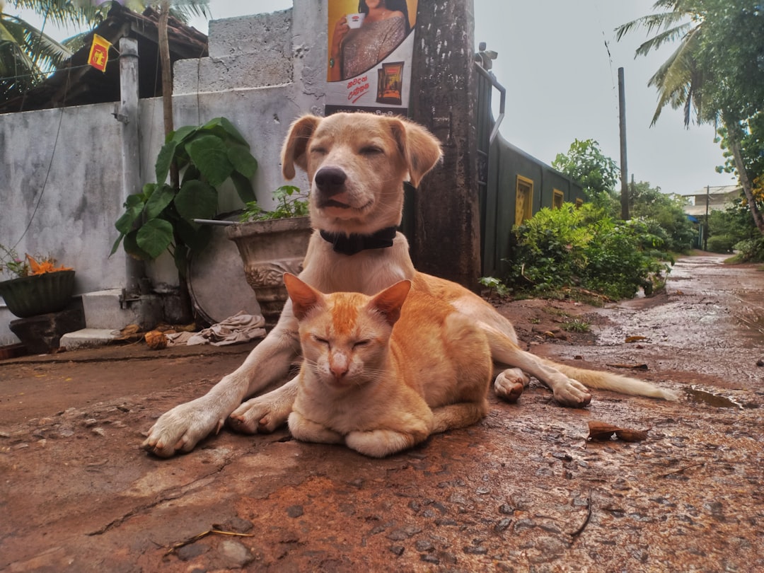 Companionship