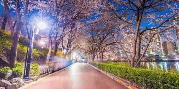 2025 석촌호수 벚꽃축제