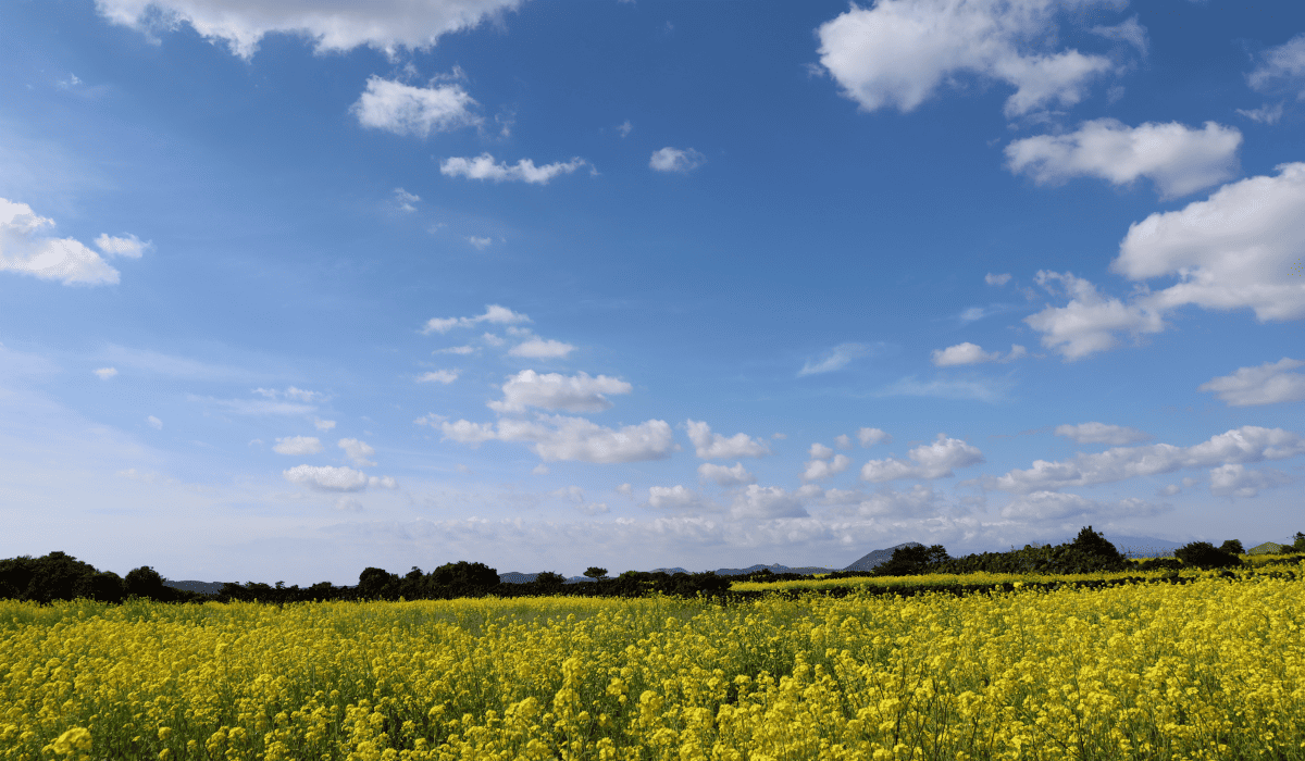 제주_땡처리_항공권_7