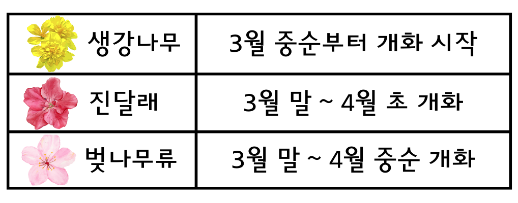 2025년 전국 봄꽃 개화시기