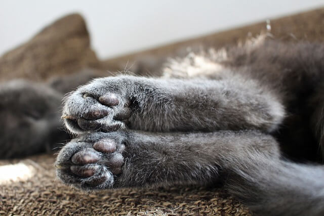 고양이 발톱 깎기